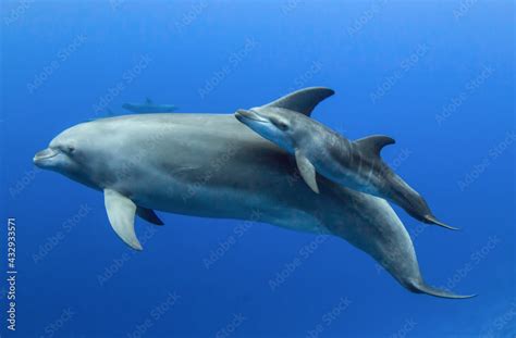 Baby dolphin Stock Photo | Adobe Stock