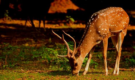 Close Up Photo Of Deer Eating Grass · Free Stock Photo