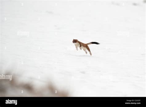 Stoat In Snow Hi Res Stock Photography And Images Alamy