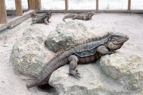 Cyclura Species Rundown Reptiles Magazine