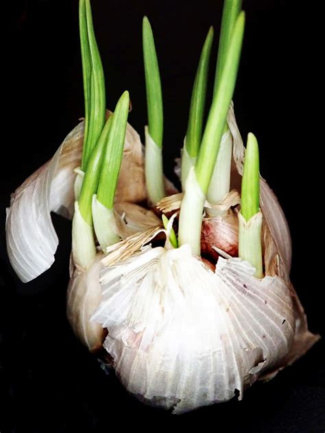 How To Grow Garlic In Pots Step By Step Container Guide