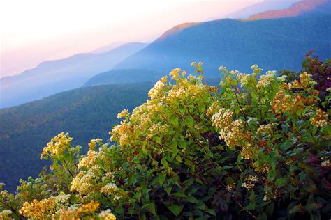 Late Summer Wildflowers On Craggy Pinnacle Along The Blue Ridge Parkway