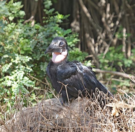 Pictures And Information On Northern Ground Hornbill