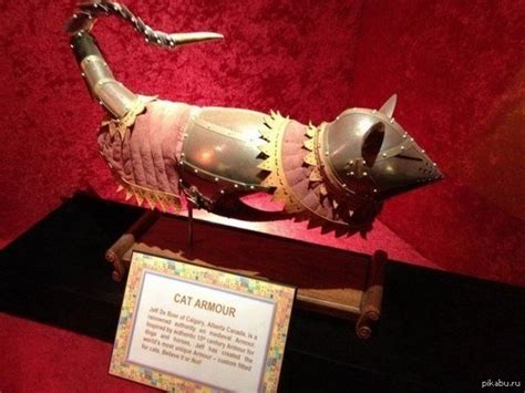 Кошачий доспех | Пикабу