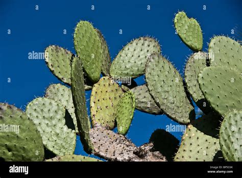 Edible Nopal Cactus Plant Stock Photo Alamy