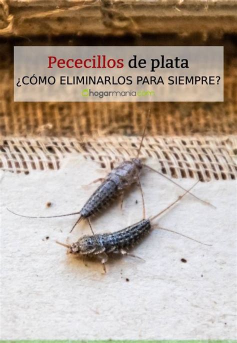 Cómo eliminar los pececillos de plata o insectos de la humedad