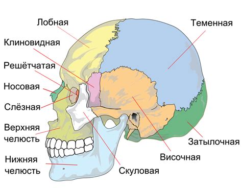 Череп человека: анатомия, сколько костей, внутреннее и наружное основание