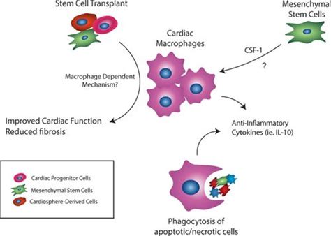 Chronic Heart Failure And Inflammation Circulation Research