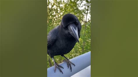 Daily Joy With Crows 🐦‍⬛🌟 Rakasucrow Youtube