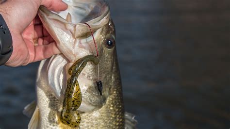 Pre Spawn Bass Fishing With Creature Baits Youtube