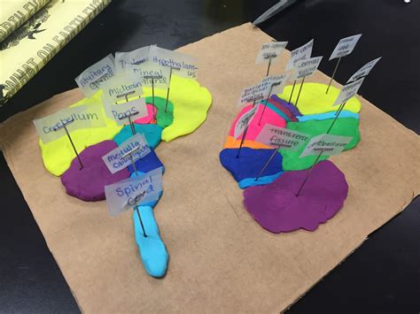 Anatomy and Physiology Blog: The Clay Brain