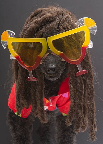 70 Poodle With Dreads Stock Photos Pictures And Royalty Free Images