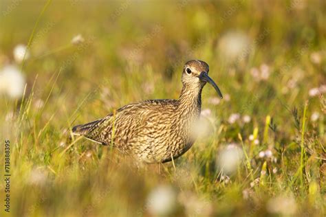 A Large Wader Common Whimbrel Numenius Phaeopus Wandering Aroung On A