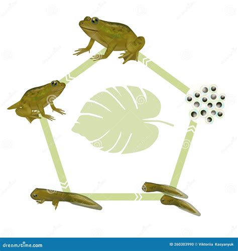 Premium Vector Life cycle of a frog.frog life cycle stages set, tadpole ...