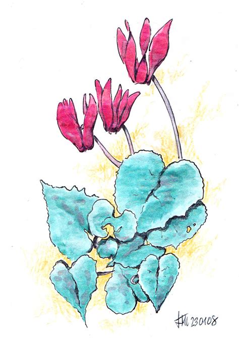 230108 - Cyclamen by DerSkizzierer on DeviantArt