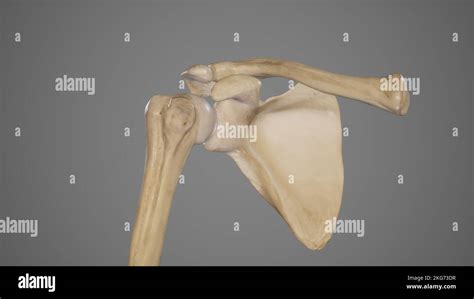 Ossa Arto Superiore Anatomia Immagini E Fotografie Stock Ad Alta