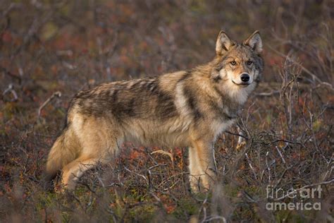 Gray Wolf On Tundra in Denali Photograph by Yva Momatiuk John Eastcott ...