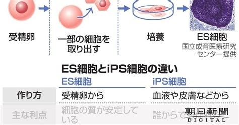 （いちからわかる！）病気の赤ちゃんの治療、es細胞を使ったの？：朝日新聞デジタル