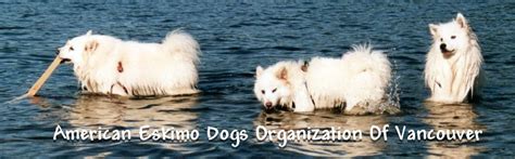 Training your American Eskimo Dog, Training Resources, Tricks