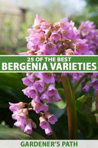 Of The Best Bergenia Cultivars Gardeners Path