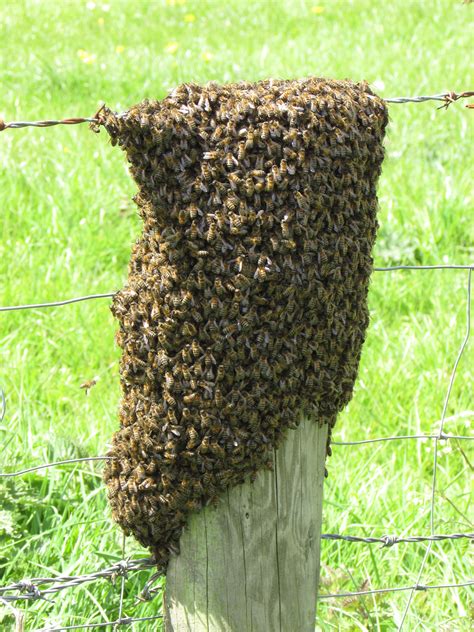 Bee Swarm Worst Bees at Emma Lowell blog