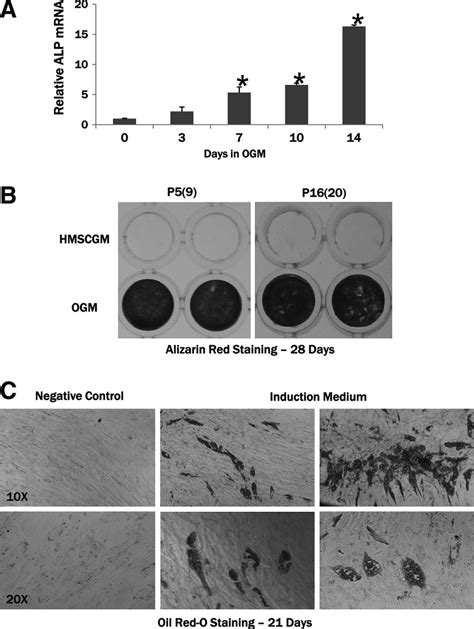 Differentiation Of Hmsc Tert Cells Toward The Osteoblastic And