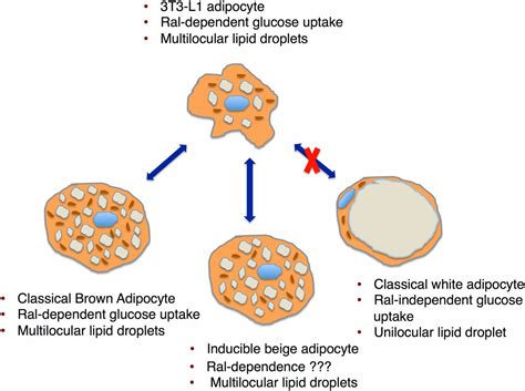 Rala Signaling May Reveal The True Nature Of 3t3 L1 Adipocytes As A