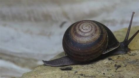 New Snail Species Named for TV Wildlife Educator Robert Irwin | The ...