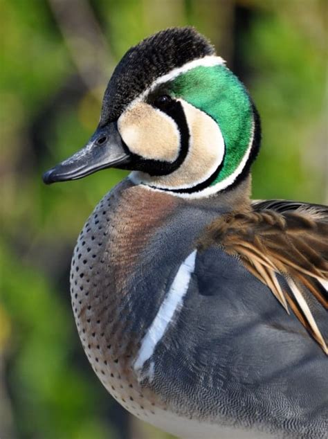 Baikal Teal British Waterfowl Association