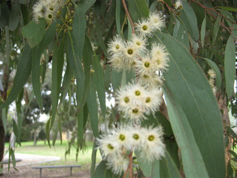 National Trust Yellow Box Eucalyptus Melliodora