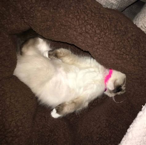 Ragdoll Kittens Texas: Recommended Breeders - Floppycats™