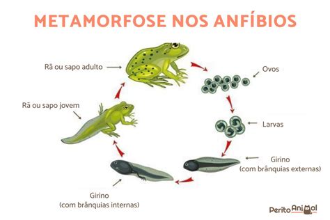 CaracterÍsticas Dos AnfÍbios Funções Ciclos E Fotos