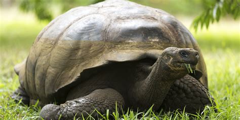 Galapagos Giant Land Tortoise Sea Kayak Adventures