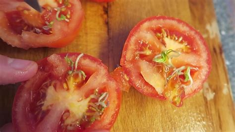 Tomato Seeds Sprouting Inside The Tomato Why Youtube