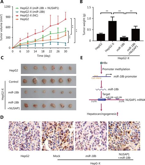 Hepatitis B Virus X Protein Enhances Hepatocarcinogenesis By Depressing