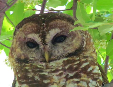 Spotted Owl Dark Eyed Owl California Dave Telford Flickr