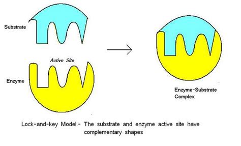 Cara Kerja Enzim Lock And Key Memahami Prosesnya Cara Kerja