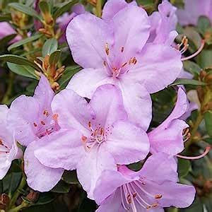 X Rhododendron Snipe Evergreen Bushy Shrub Hardy Garden Plant In