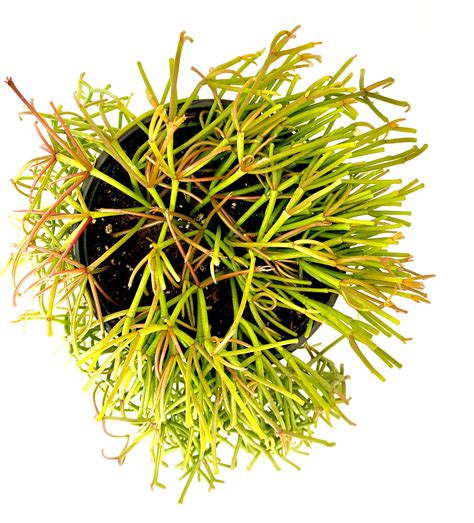 Ferns, Grasses & Bamboo Rhipsalis clavata \u2022 rare epiphytic