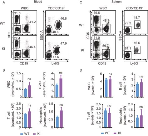 Characterization Of Ly6G DTR Mice Without DT Treatment By FACS A And