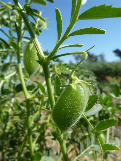 Safeguarding Chickpeas From Significant Changes In Climate The