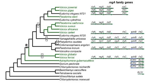 Origin And Evolution Of The Rega Gene Cluster In The Volvocine Algae