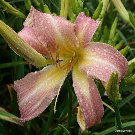 Lilting Belle Oakes Daylilies