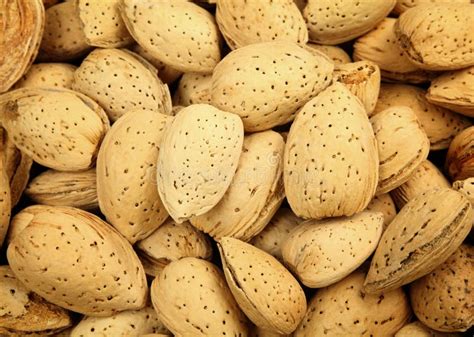 Almond Nut Stock Image Image Of Plant Full Ingredient 27317179