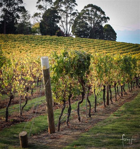 Pipers Brook Tasmania The Vines At Pipers Brook Please Flickr