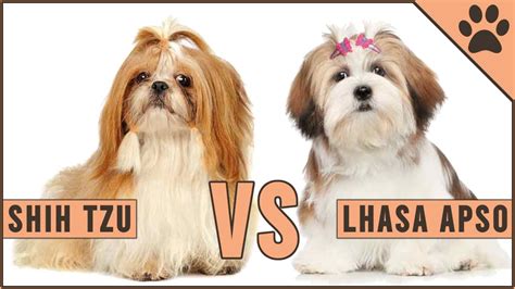 Lhasa Apso Vs Shih Tzu Perros Mundo Youtube