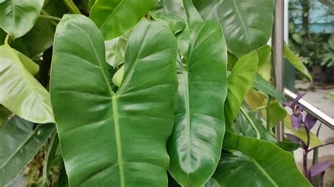 Philodendron Domesticum: Care & Propagation Guide