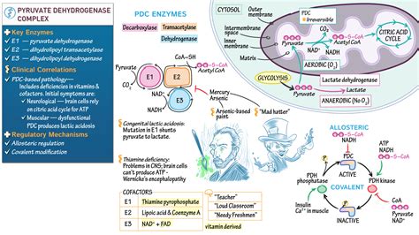 Biochemistry: Pyruvate Dehydrogenase Complex Part II | ditki medical & biological sciences