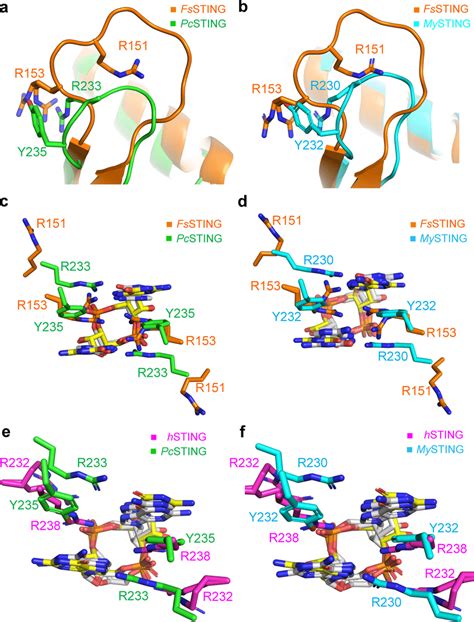 Structural Comparison Of The β Strand Lids And The Ligand Binding