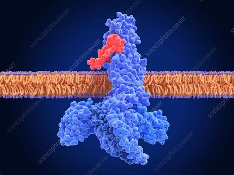 GLP-1 receptor activated by semaglutide, illustration - Stock Image ...